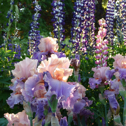 Discovered Treasure Bearded Iris
