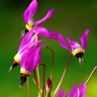 Shooting Star Seeds, Dodecatheon meadia