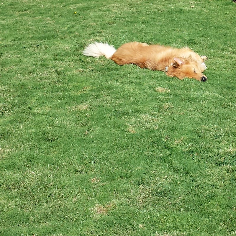 Dog Tuff™ Grass Plugs