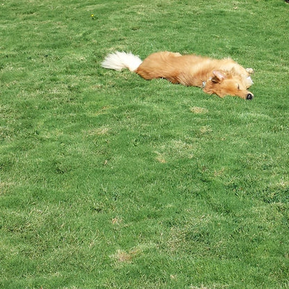 Dog Tuff™ Grass Plugs