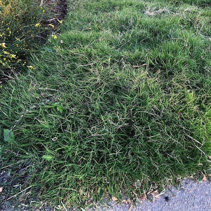 Dog Tuff™ Grass Plugs