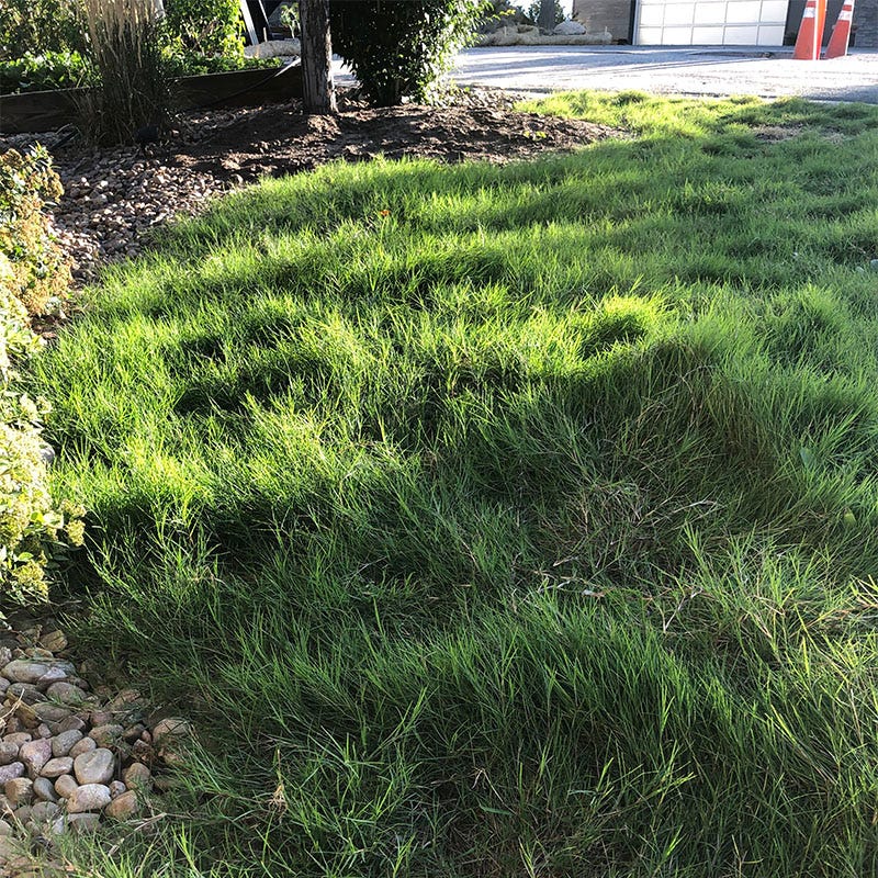 Dog Tuff™ Grass Plugs