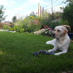 Dog Tuff™ Grass | Mature Plants for a Durable, Low-Water Lawn