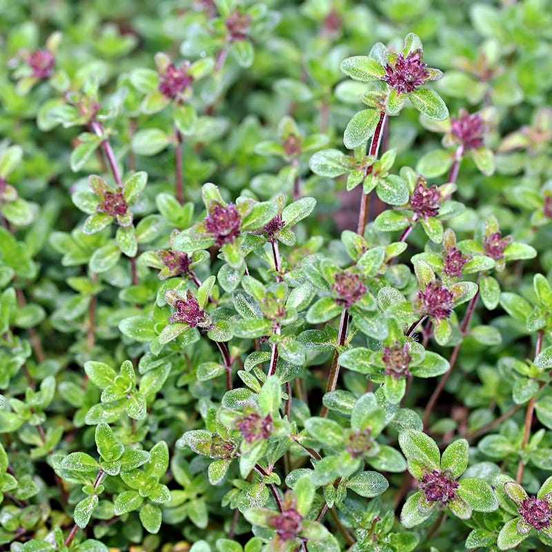 Doone Valley Lemon Thyme, Thymus citriodorus Doone Valley | High