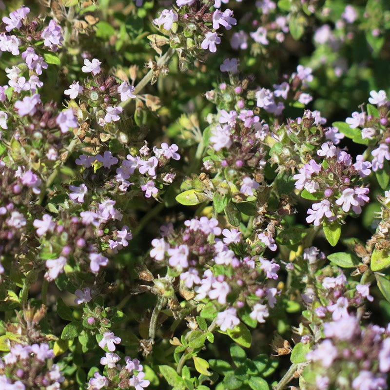 Doone Valley Lemon Thyme
