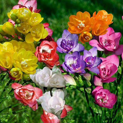 Double Freesia Mix