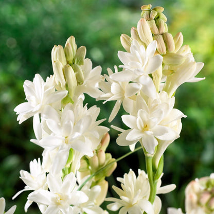 The Pearl Double Tuberose (Polianthes)