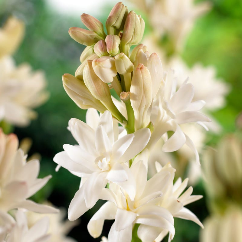 The Pearl Double Tuberose (Polianthes) - Thumbnail 2