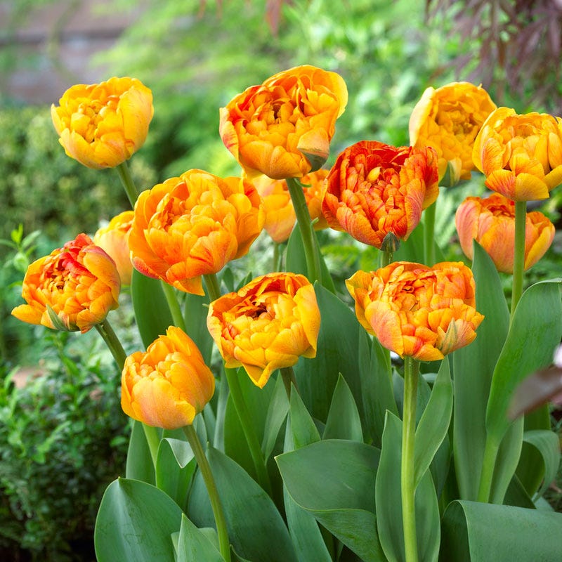 Sunlover Double Late Tulip