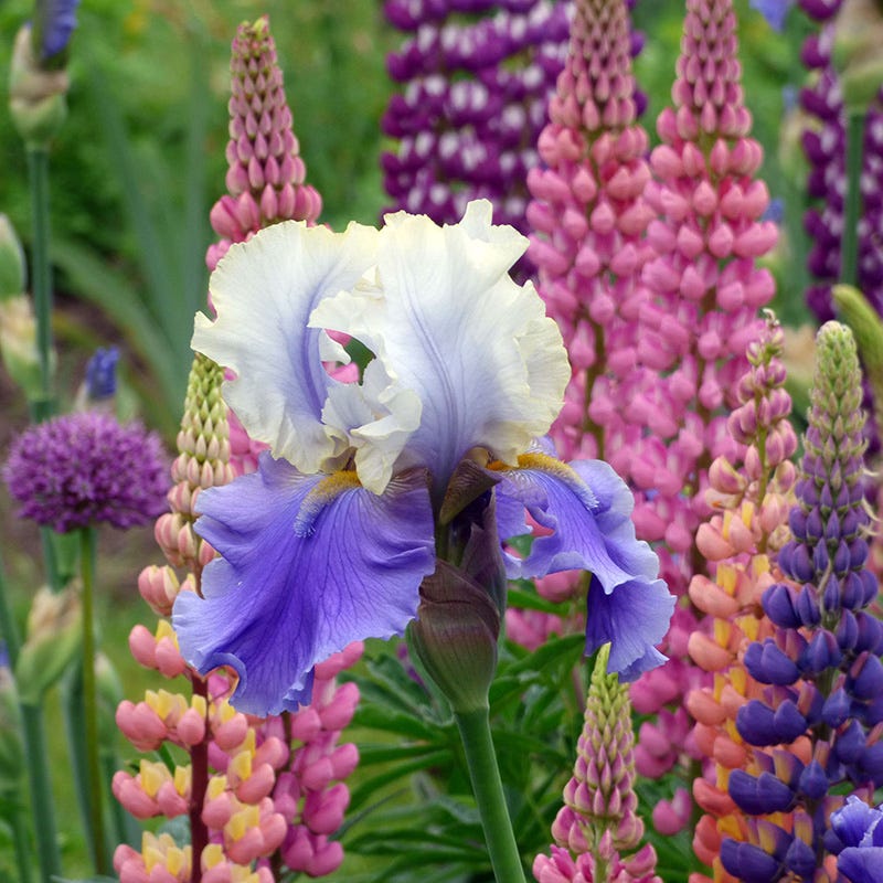 High Country Gardens Dream Of You Bearded Iris