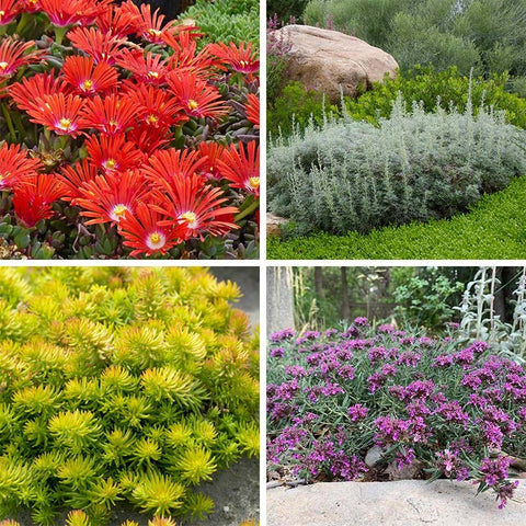 plant coverage Drought Resistant Groundcover Collection