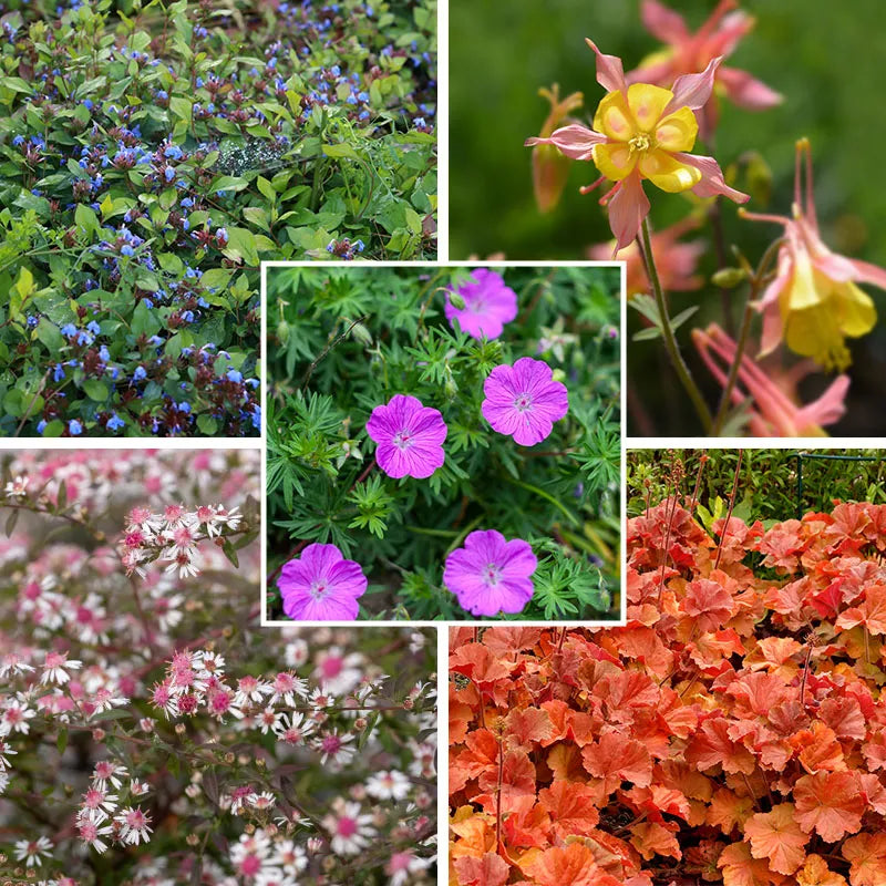 Dry Shade Pollinator Collection