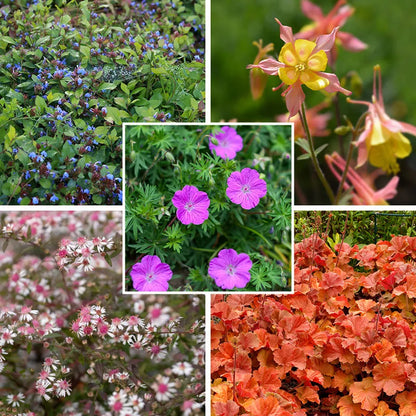 Dry Shade Pollinator Collection