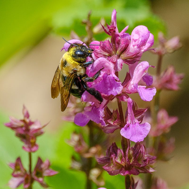 Rose Marvel Salvia