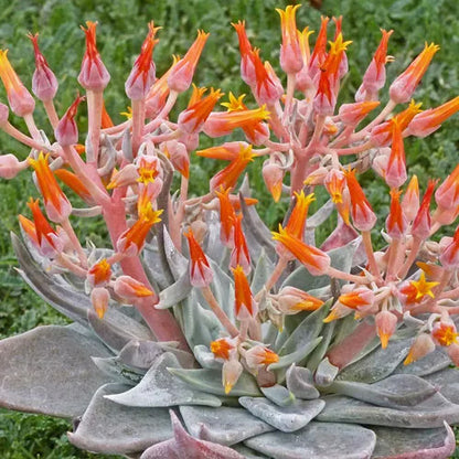 orange succulent plants Orange Live Forever (Dudleya)