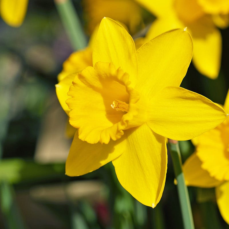 Dutch Master Trumpet Daffodil - Thumbnail 2