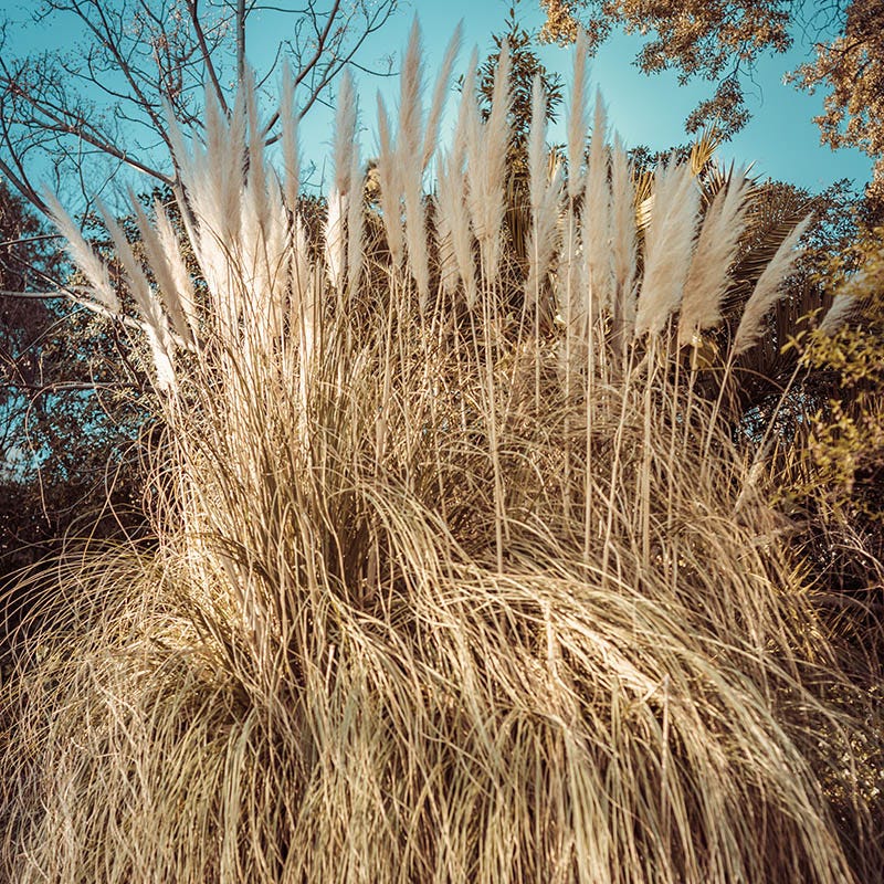 Dwarf Pampas Grass