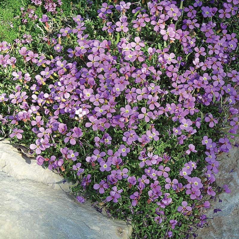 garden cress seeds increase height Dwarf Rock Cress, Aubrieta gracilis