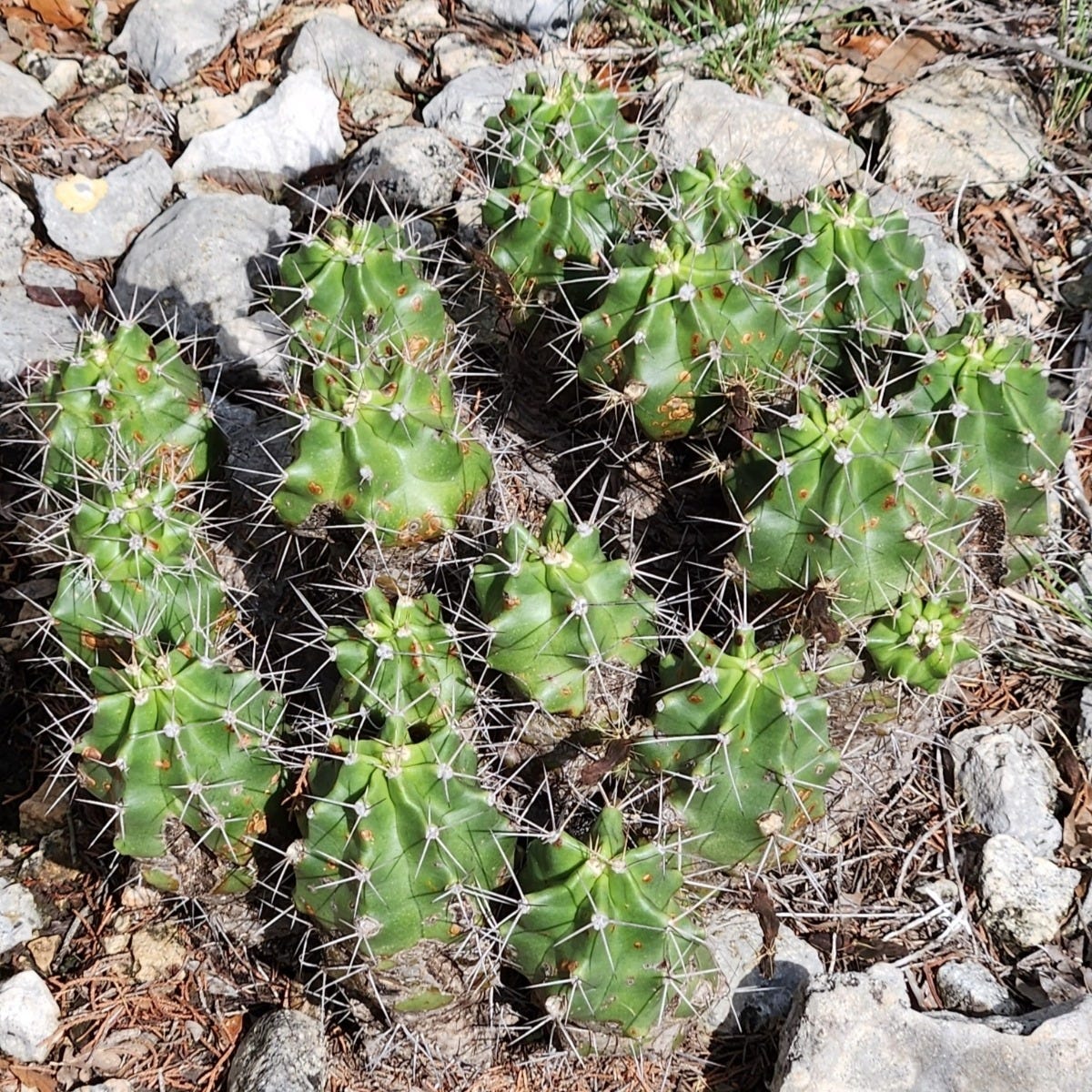 Texas Native Cacti Collection