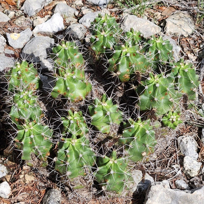 Texas Native Cacti Collection