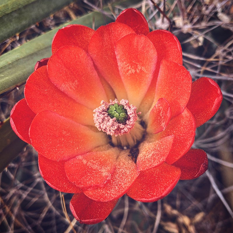 Cold Hardy Native Cacti Collection