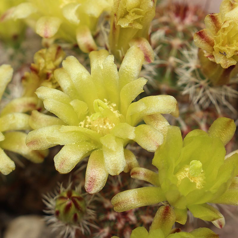 Texas Native Cacti Collection