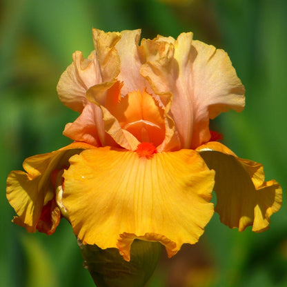 Early To Rise Bearded Iris