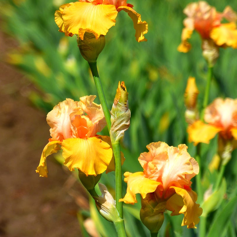 Early To Rise Bearded Iris