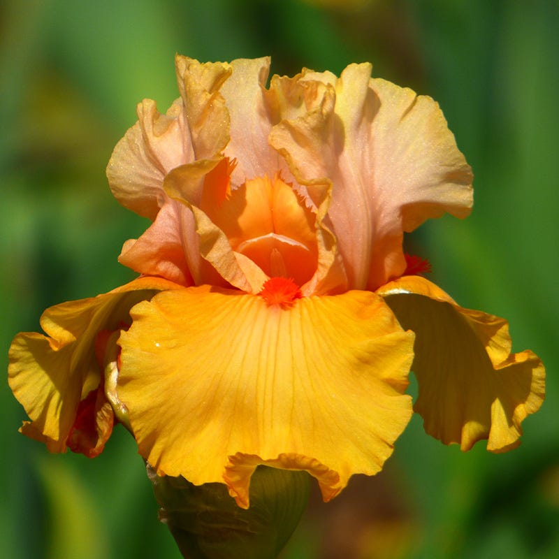 Alpenglow Bearded Iris Collection, Iris germanica | High Country