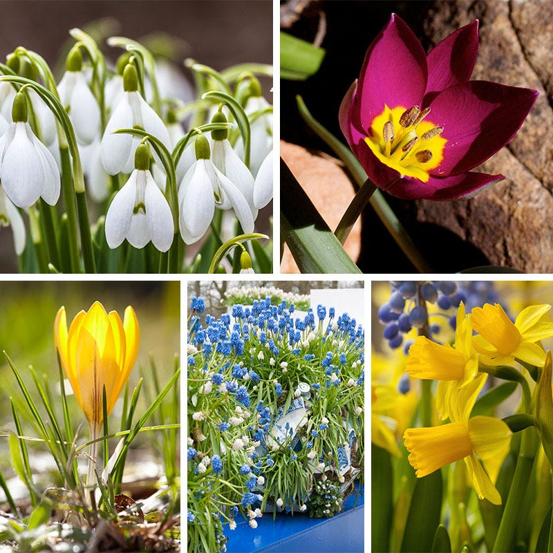 Early Spring Blooming Bulb Collection - Thumbnail 2