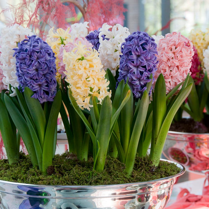 easter potted plants Hyacinth Bulbs Easter Joy Mix, Hyacinthus orientalis