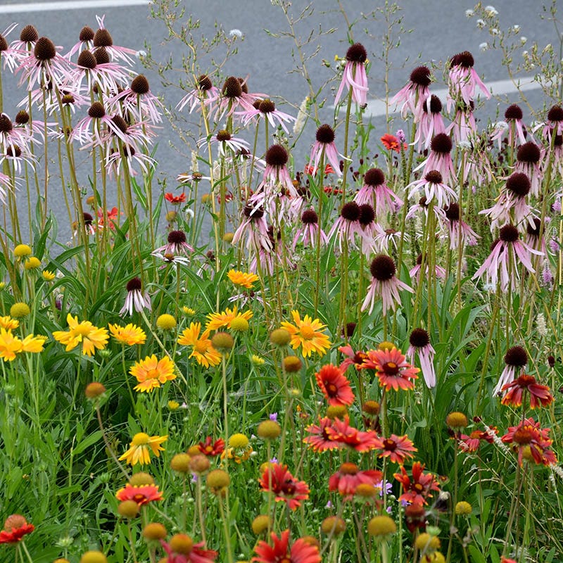 Eastern Xeriscape Wildflower Seed Mix | High Country Gardens