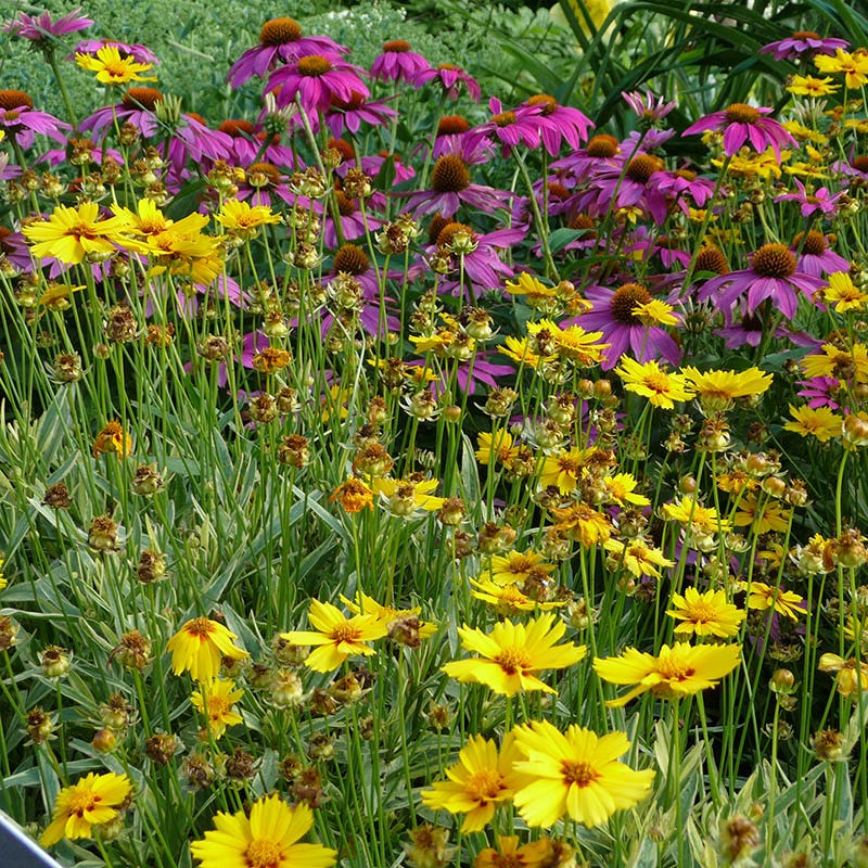 Eastern Xeriscape Wildflower Seed Mix