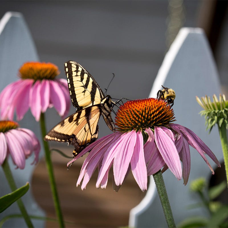 Purple Coneflower Seeds, Echinacea purpurea