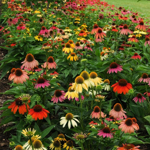 cheyenne succulent Cheyenne Spirit Coneflower Plant, Echinacea Cheyenne Spirit Plant