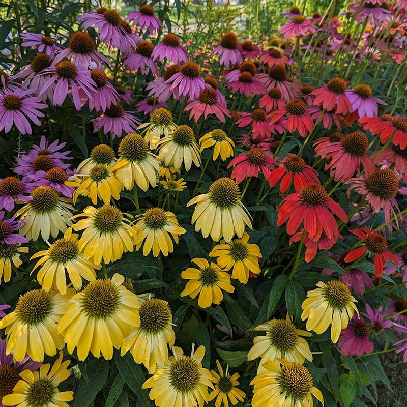 Hummingbird Attracting Collection For The East & Midwest