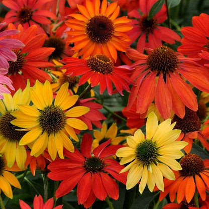 Butterfly & Bee-Friendly Collection For The West