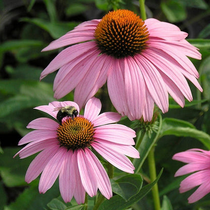echinacea magnus seeds Magnus Purple Coneflower, Echinacea purpurea Magnus