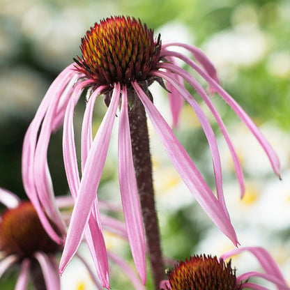Pale Purple Coneflower