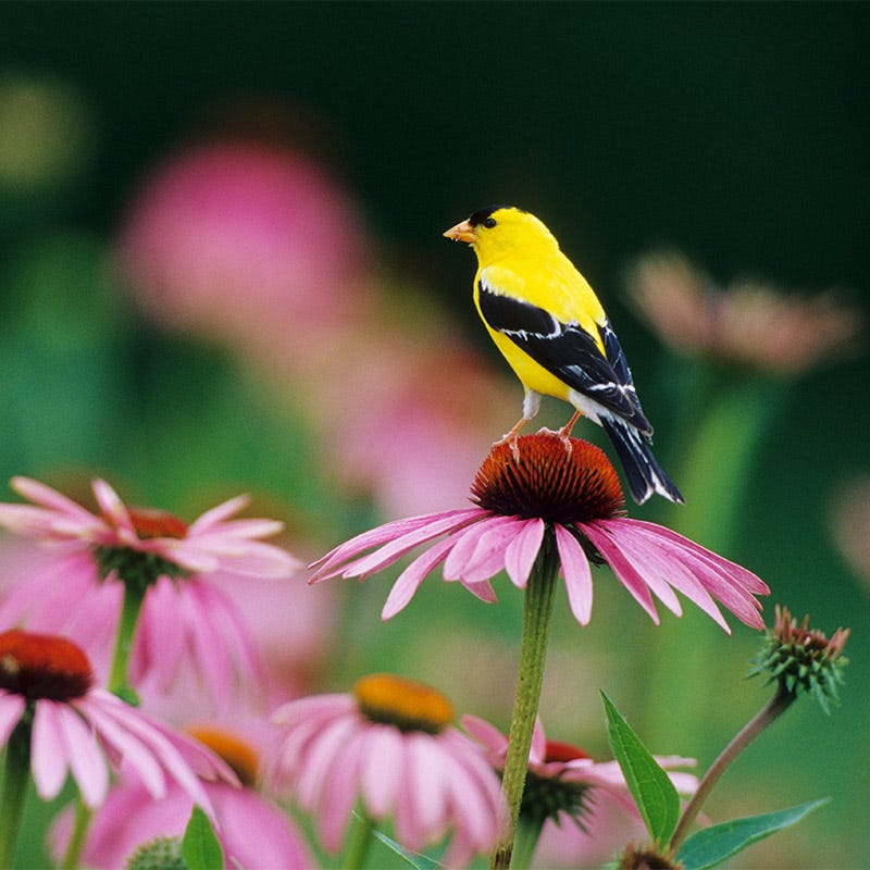 pink echinacea seeds Purple Coneflower Seeds, Echinacea purpurea