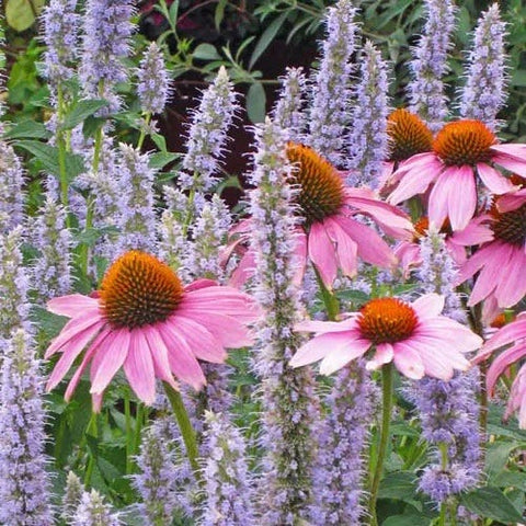 Purple Coneflower, Echinacea purpurea