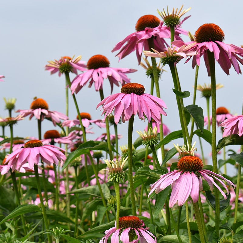 echinacea magnus seeds Magnus Purple Coneflower, Echinacea purpurea Magnus