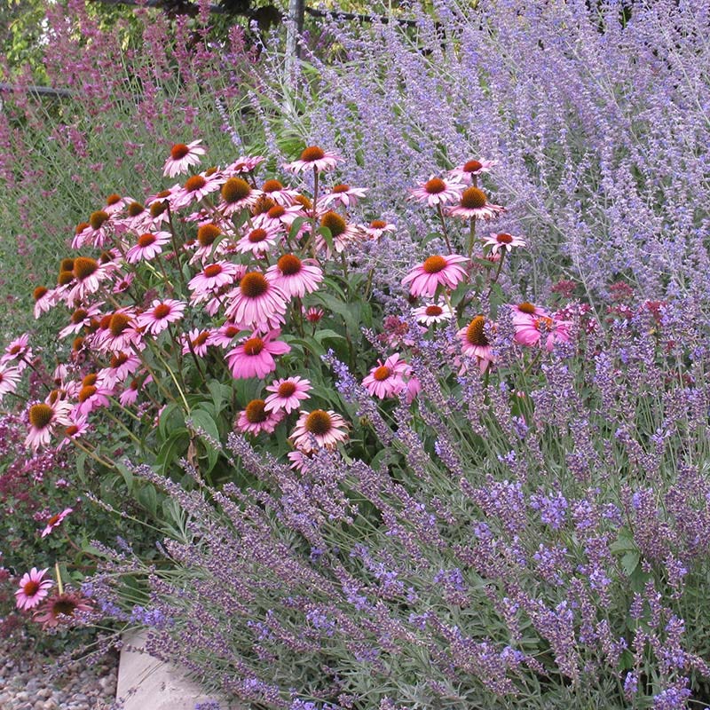 echinacea purpurea magnus seeds Magnus Purple Coneflower, Echinacea purpurea Magnus