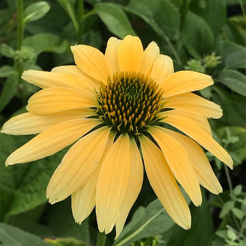 echinacea mellow yellow seeds Mellow Yellows Echinacea, Coneflower