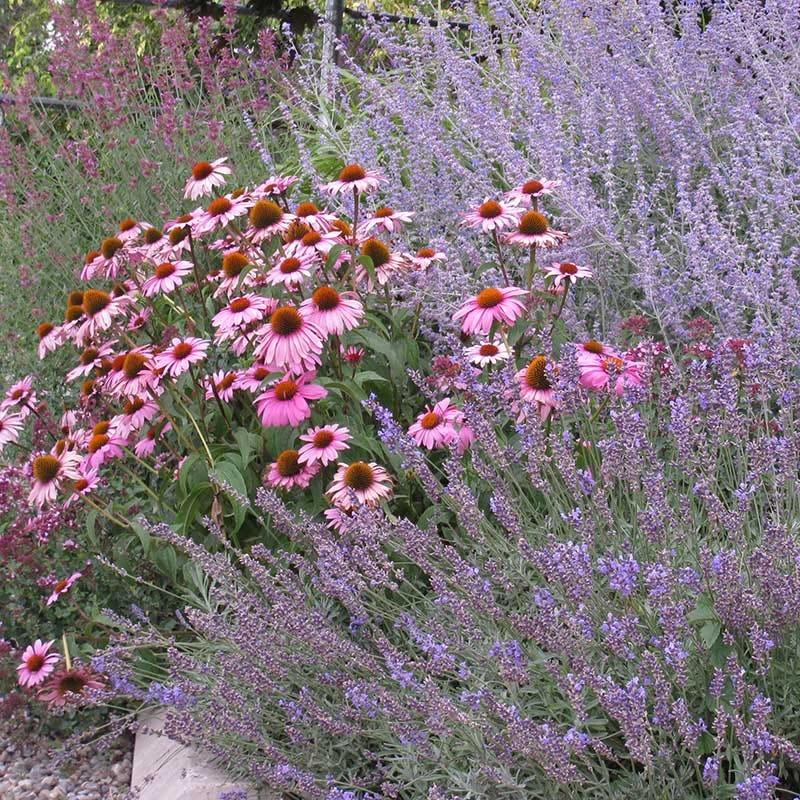 lavender cone plant Purple Coneflower, Echinacea purpurea