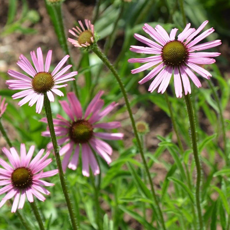 Rocky Top Echinacea