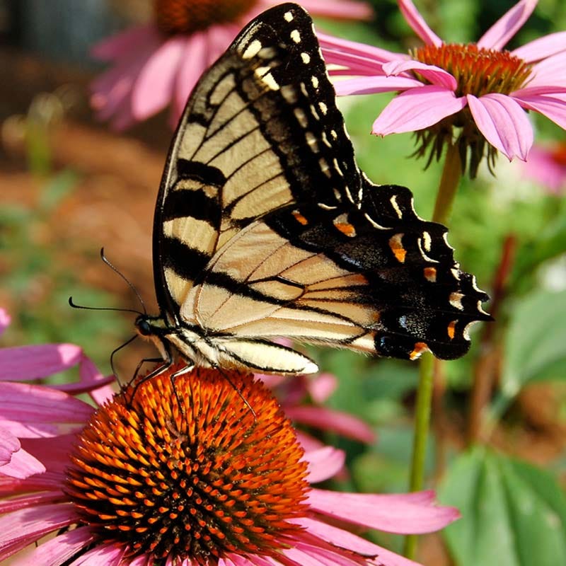black wildflower seed mix Pollinator Wildflower Seed Mix