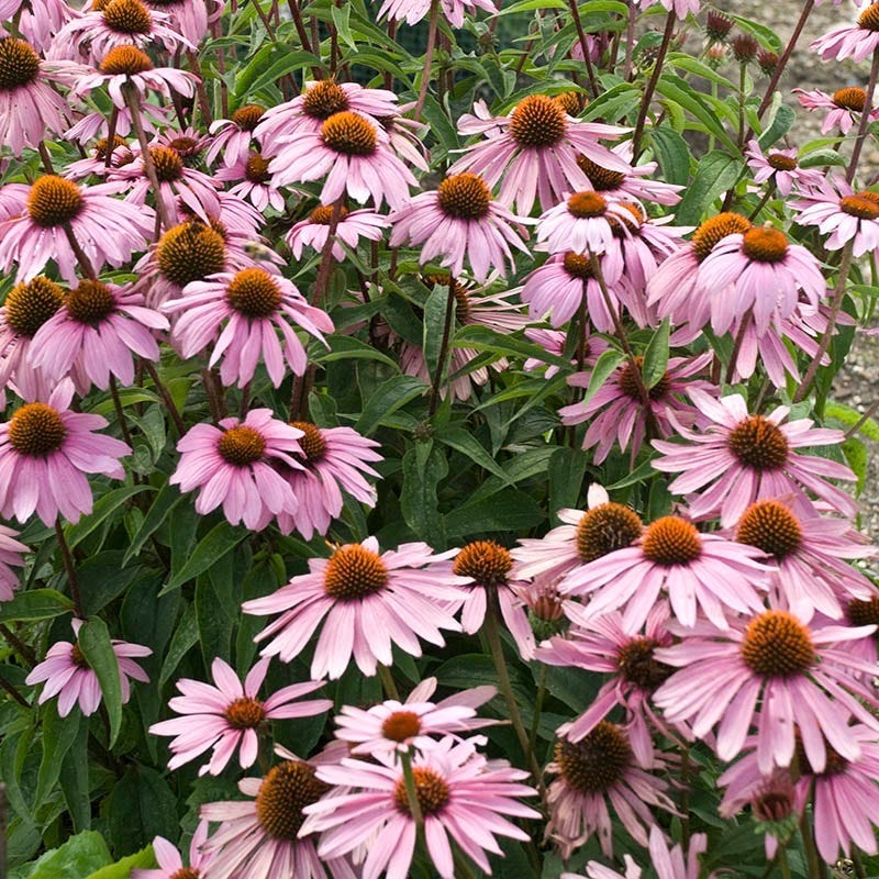 Magnus Echinacea - Thumbnail 3