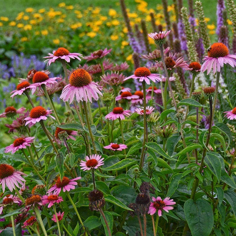 echinacea purpurea magnus seeds Magnus Purple Coneflower, Echinacea purpurea Magnus