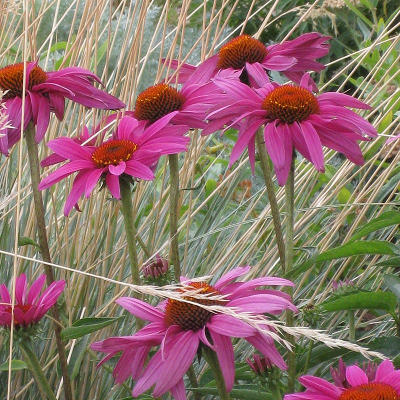 Ruby Star Echinacea